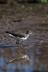 David Plant Photography - Wildlife Photographer - Green sandpiper - C